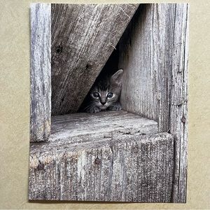 Photograph of kitten.